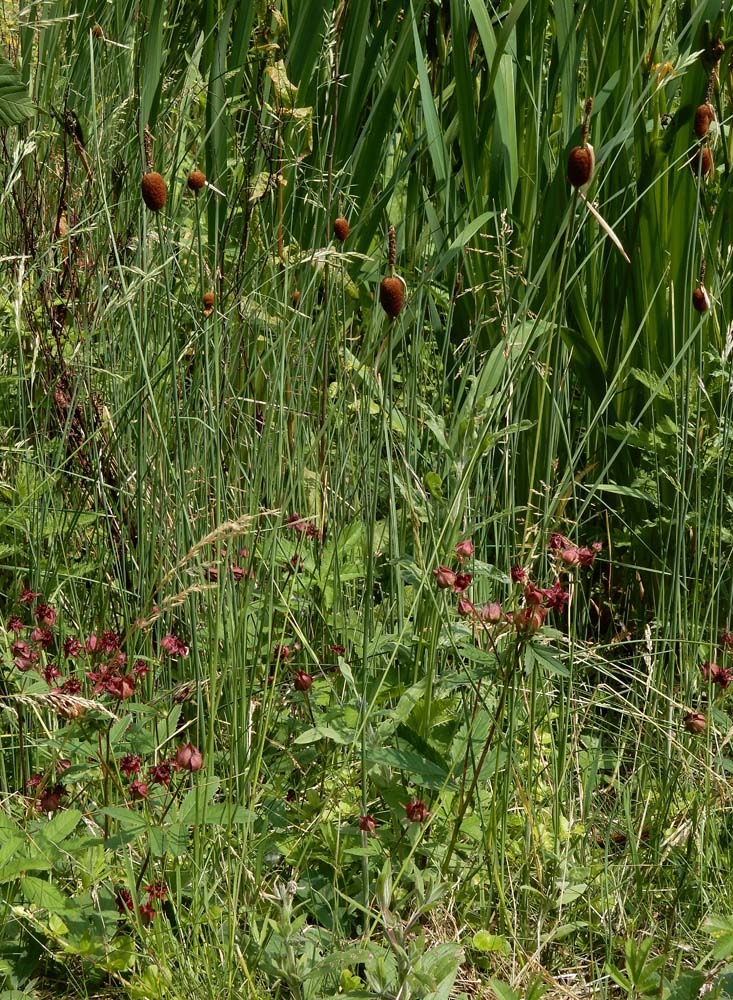 Typha minima (door Saxifraga-Ed Stikvoort)