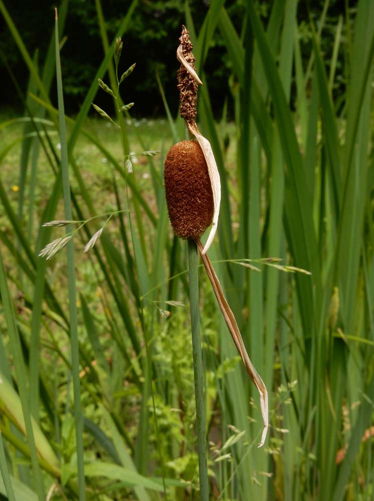 Typha minima (door Saxifraga-Ed Stikvoort)