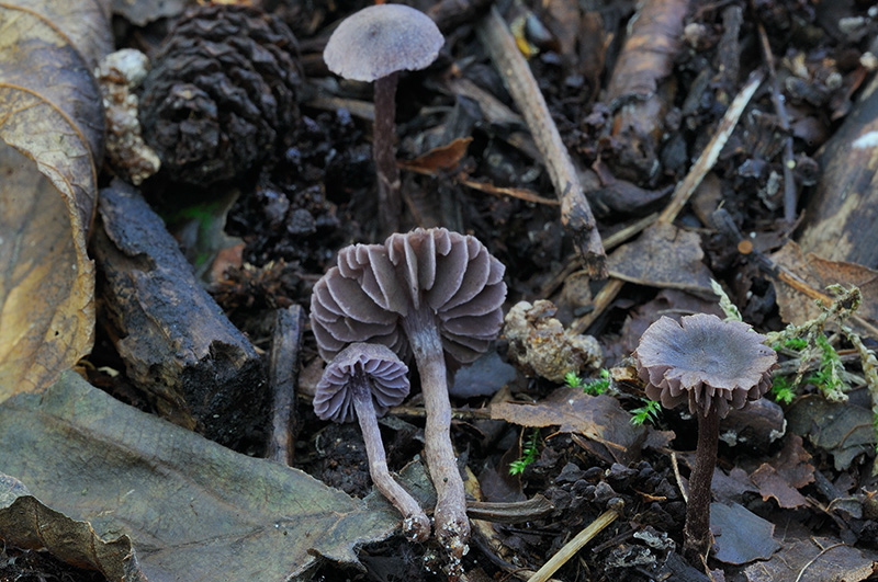 Cortinarius lilacinopusillus (door Kik van Boxtel)