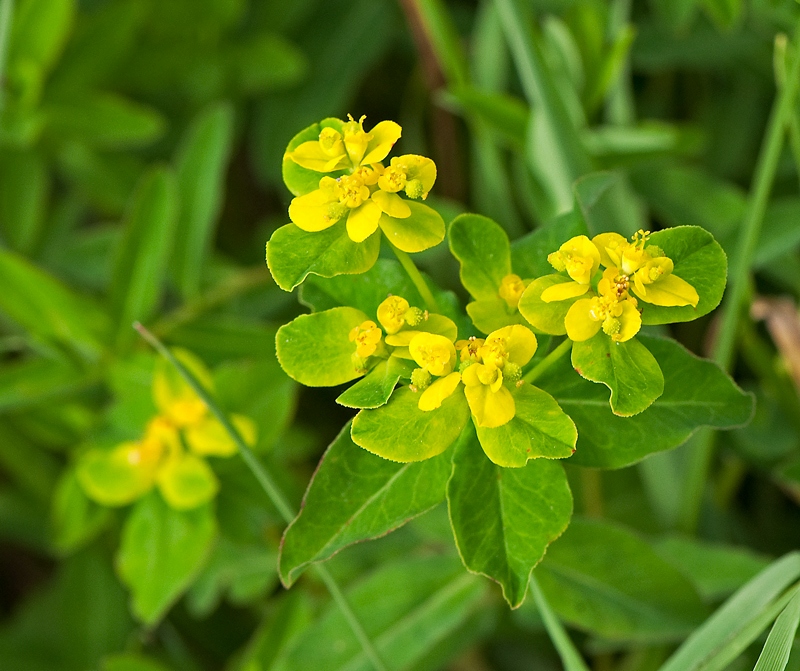 Euphorbia epithymoides (door Wijnand van Buuren)