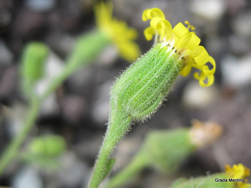 Senecio viscosus (door Grada Menting)