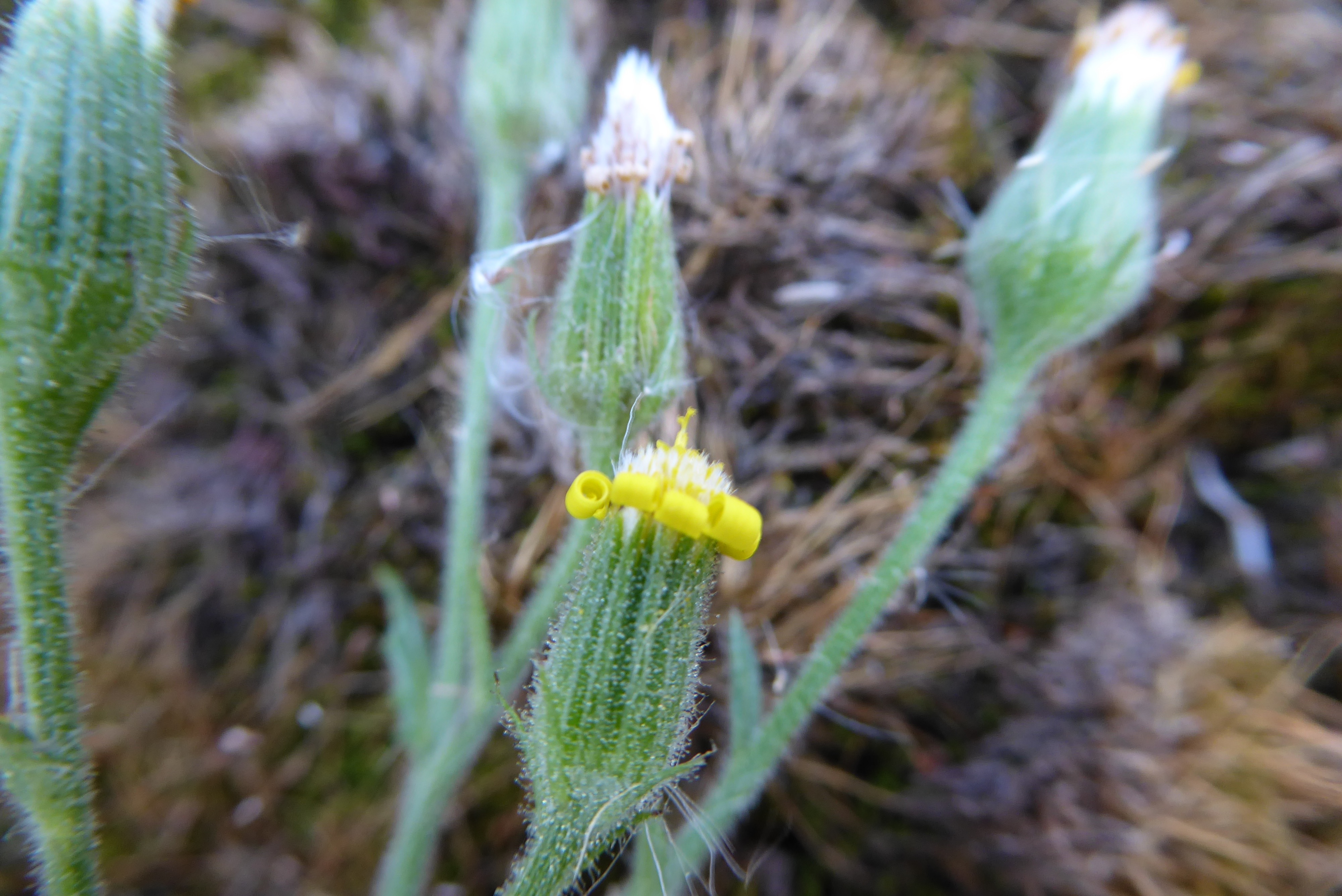 Senecio viscosus (door Koen van Zoest)