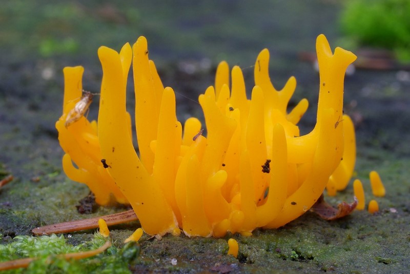 Calocera viscosa (door Gio van Bernebeek)