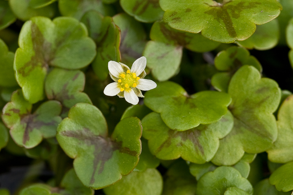 Ranunculus hederaceus (door Joost Bouwmeester)