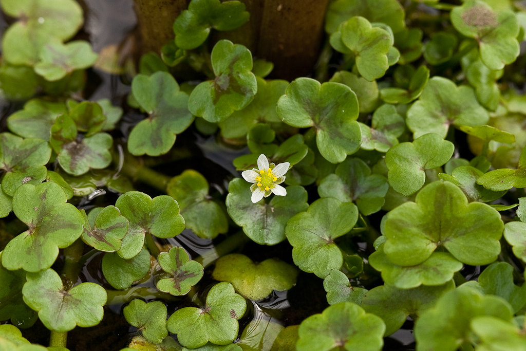 Ranunculus hederaceus (door Joost Bouwmeester)