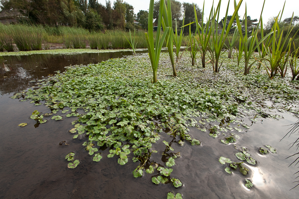 Ranunculus hederaceus (door Joost Bouwmeester)