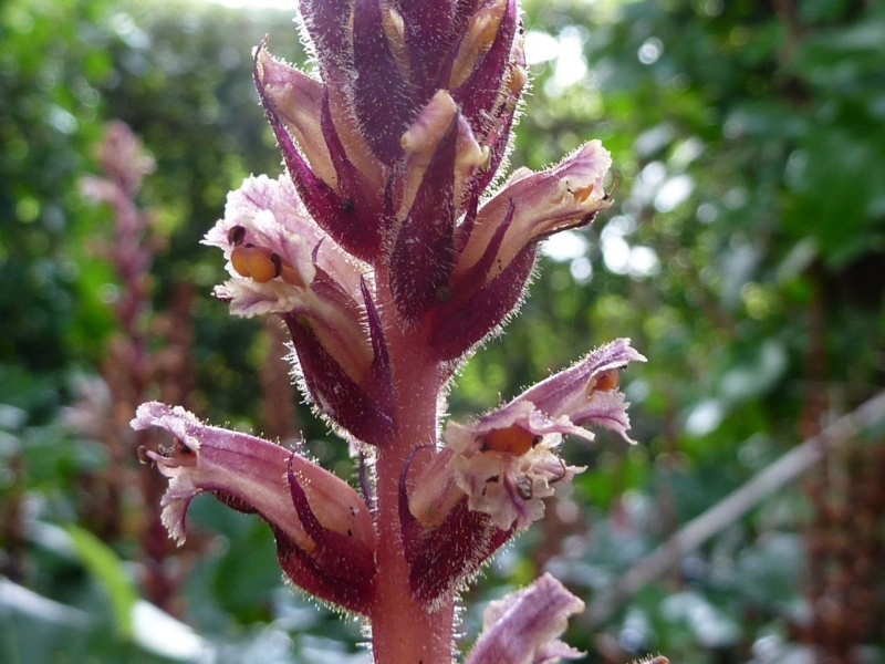 Orobanche hederae (door Koen van Zoest)