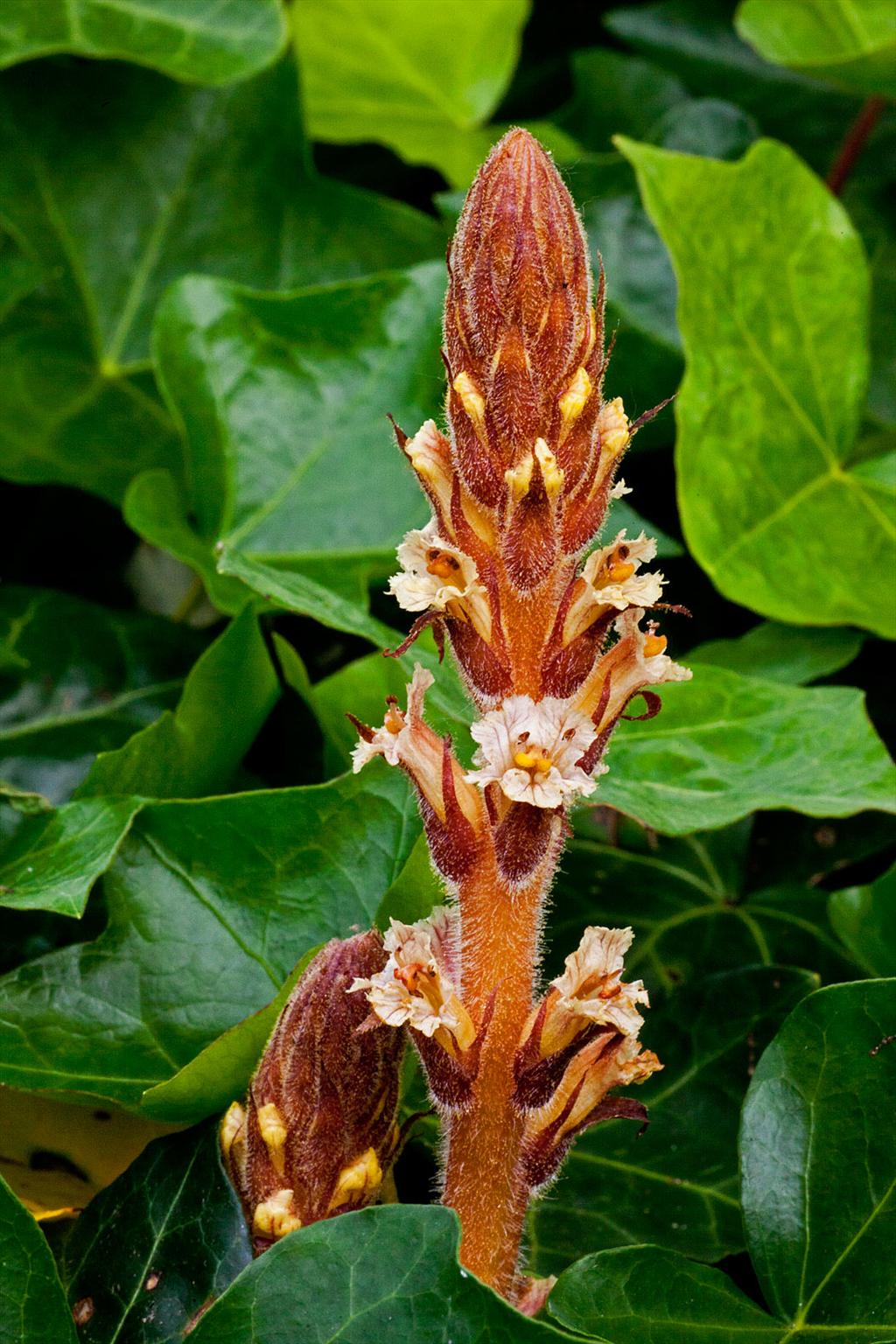 Orobanche hederae (door John Breugelmans)