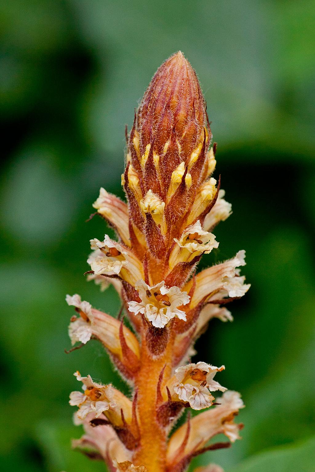 Orobanche hederae (door John Breugelmans)