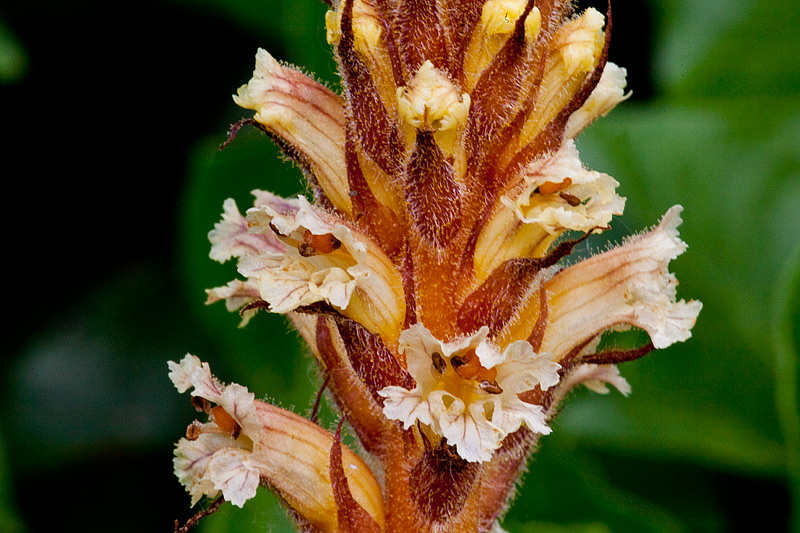 Orobanche hederae (door John Breugelmans)