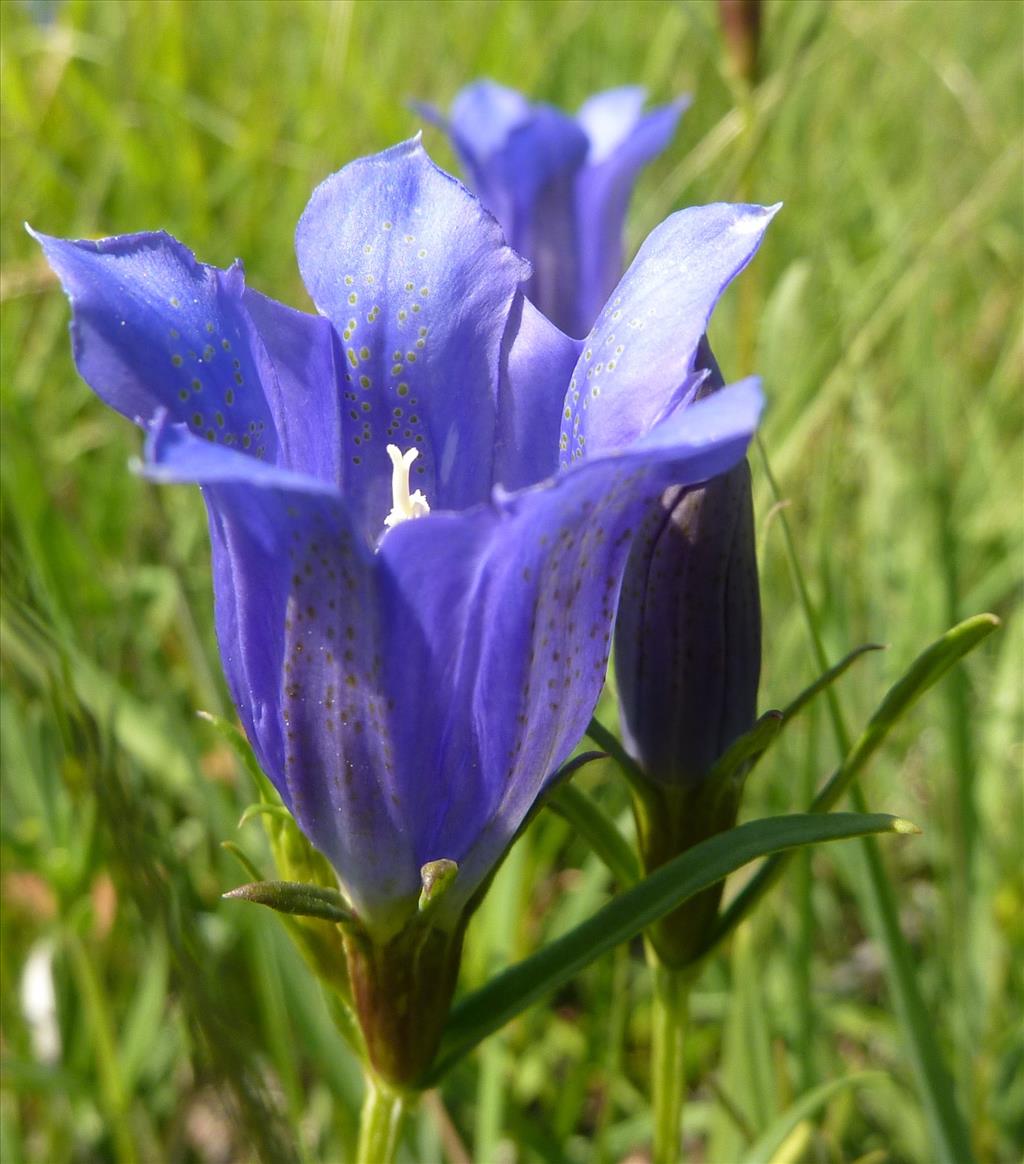 Gentiana pneumonanthe (door Koen van Zoest)