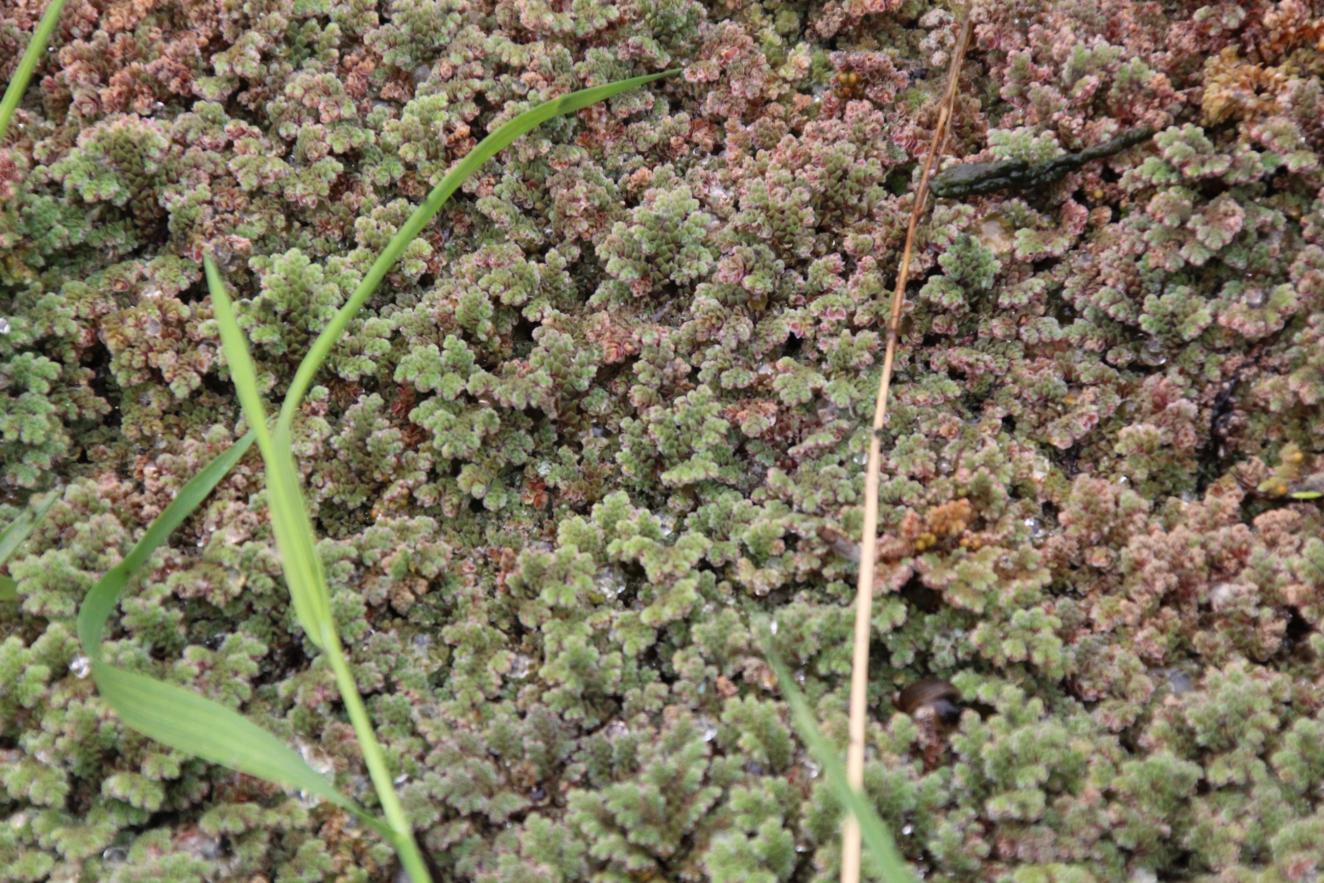 Azolla filiculoides (door Egbert de Boer)