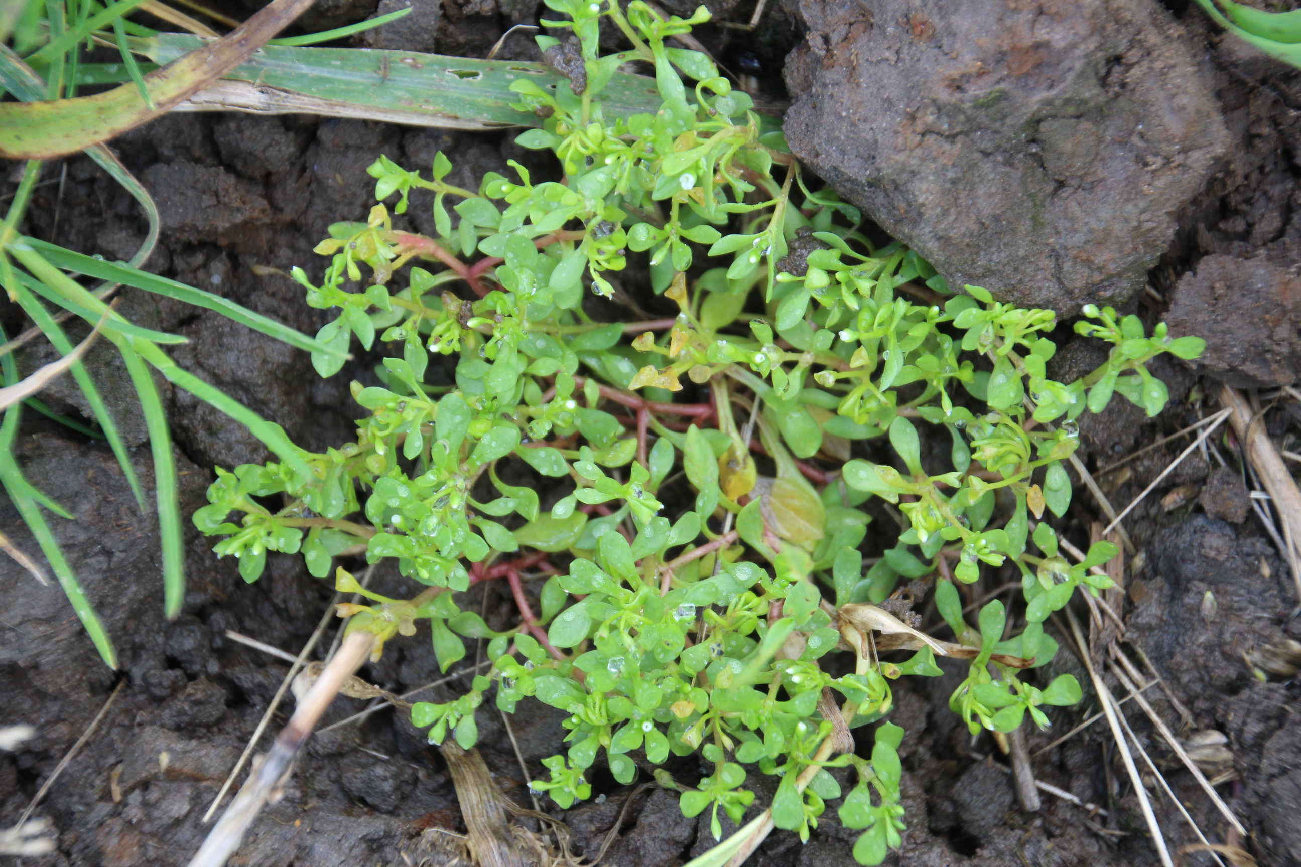 Montia arvensis (door Egbert de Boer)