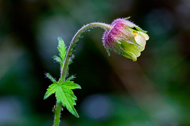 Geum rivale (door John Breugelmans)