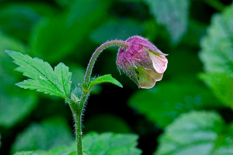 Geum rivale (door John Breugelmans)