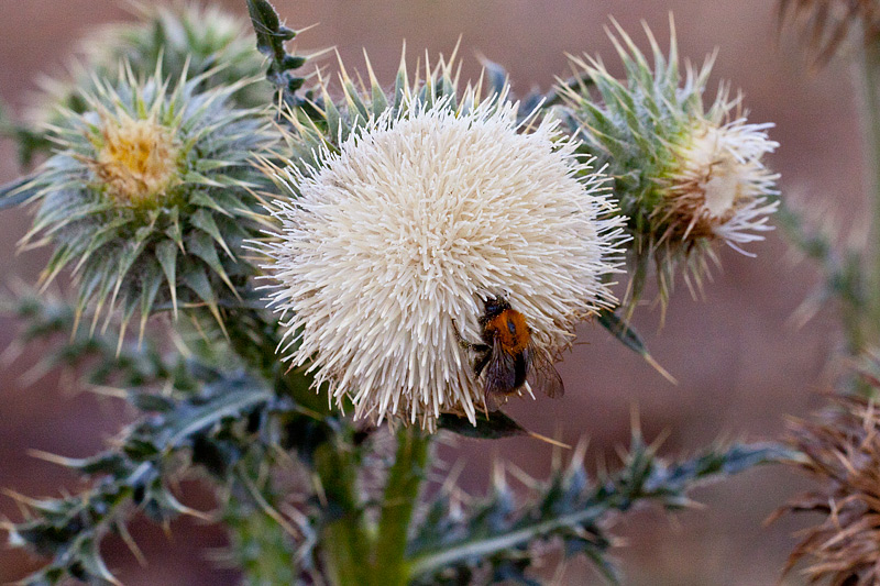 Carduus nutans (door John Breugelmans)