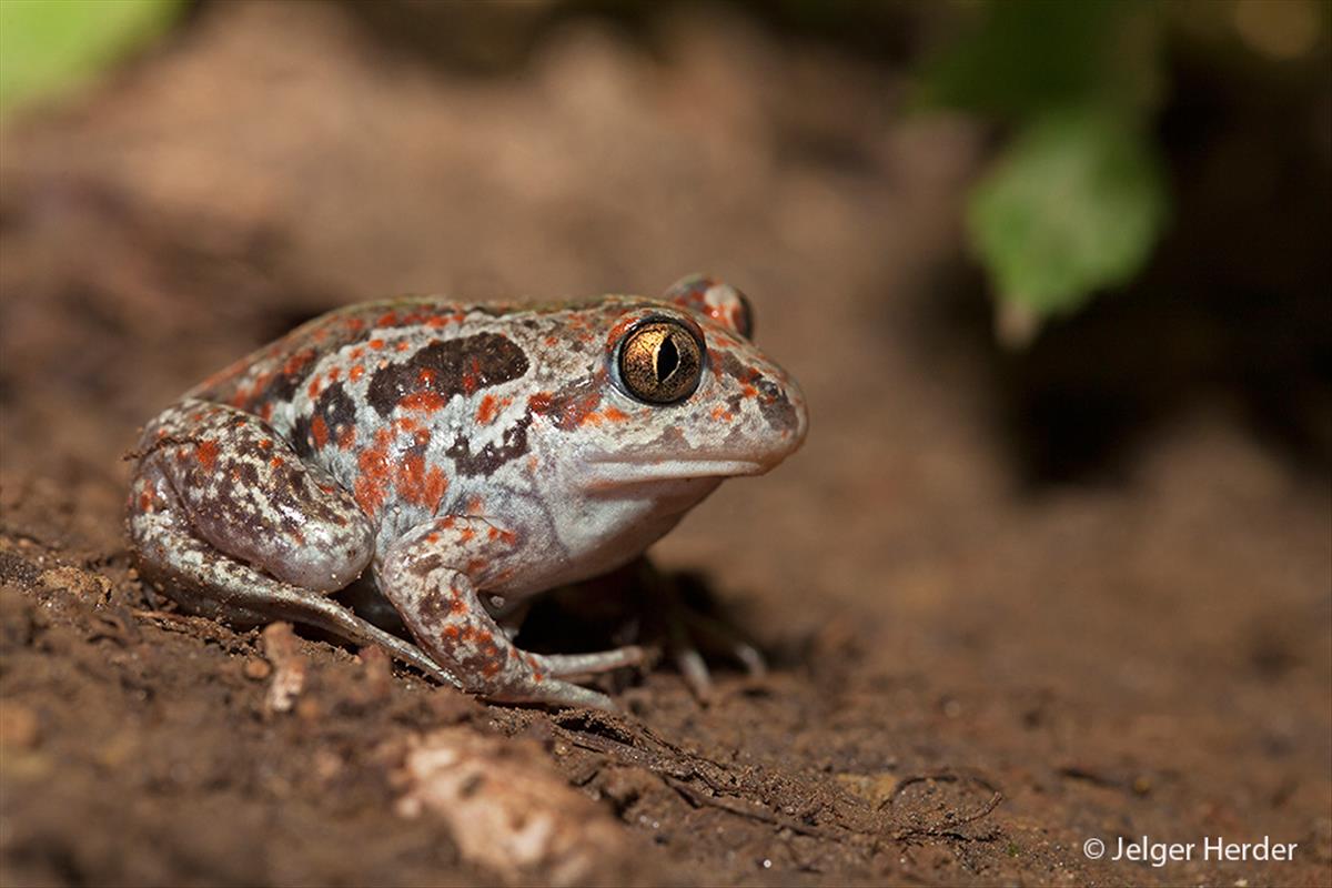 Pelobates fuscus (door Jelger Herder)