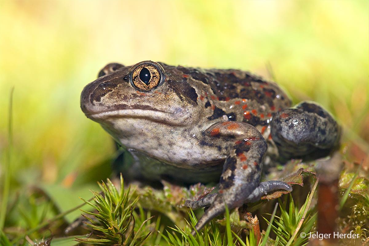 Pelobates fuscus (door Jelger Herder)