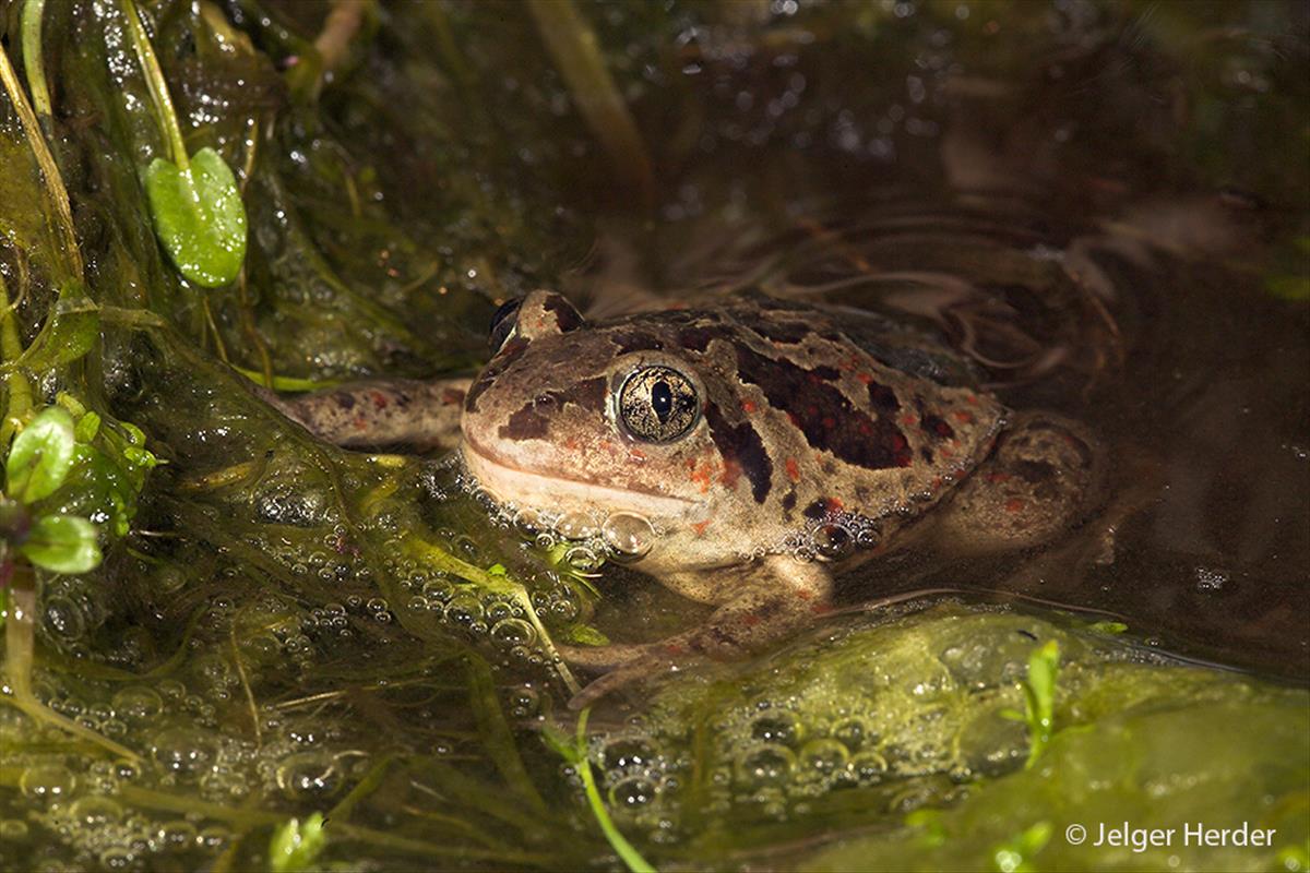 Pelobates fuscus (door Jelger Herder)