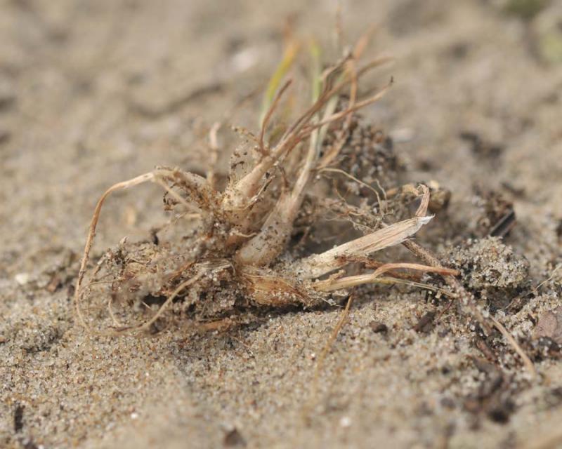 Poa bulbosa (door Theo Muusse)