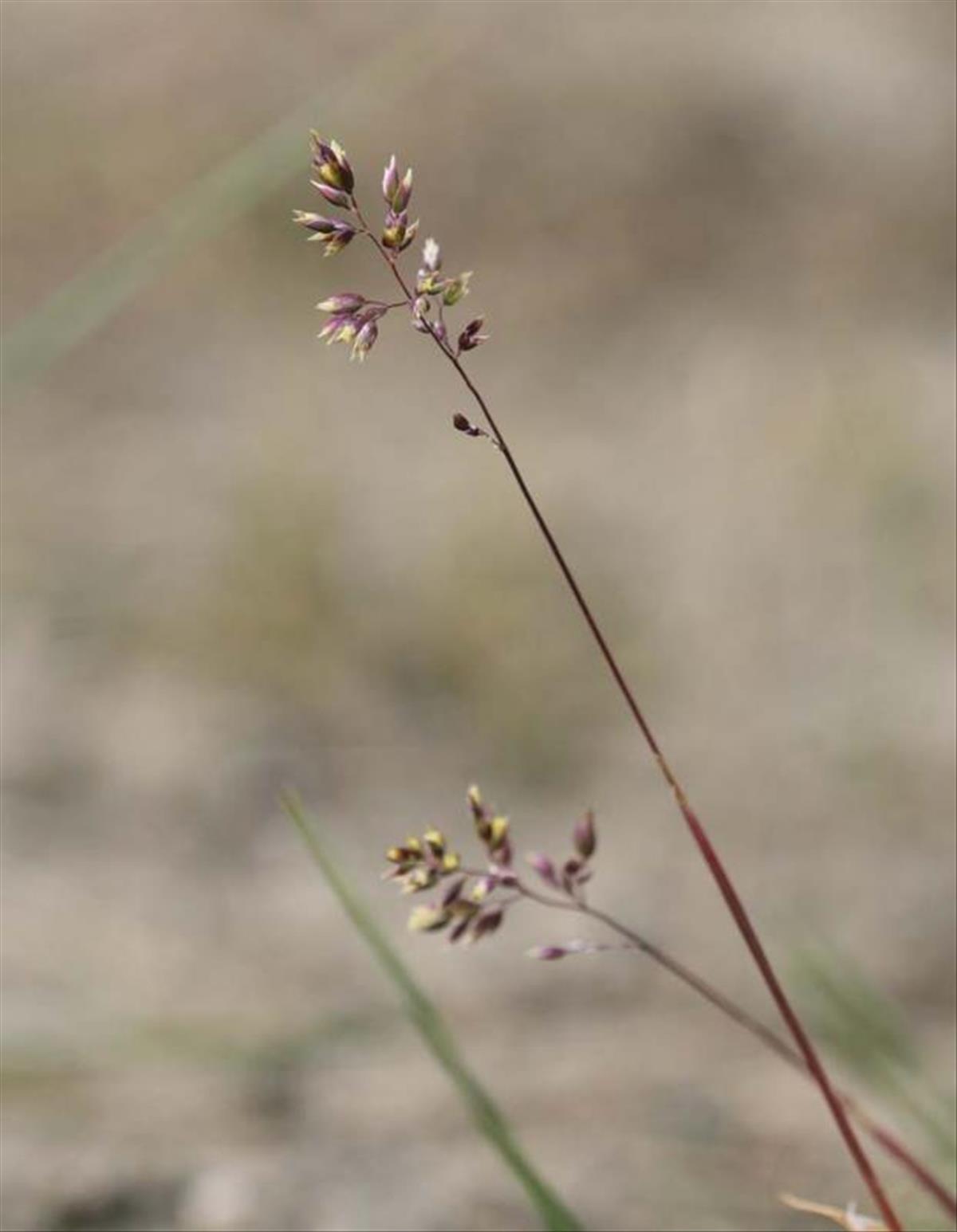 Poa bulbosa (door Theo Muusse)