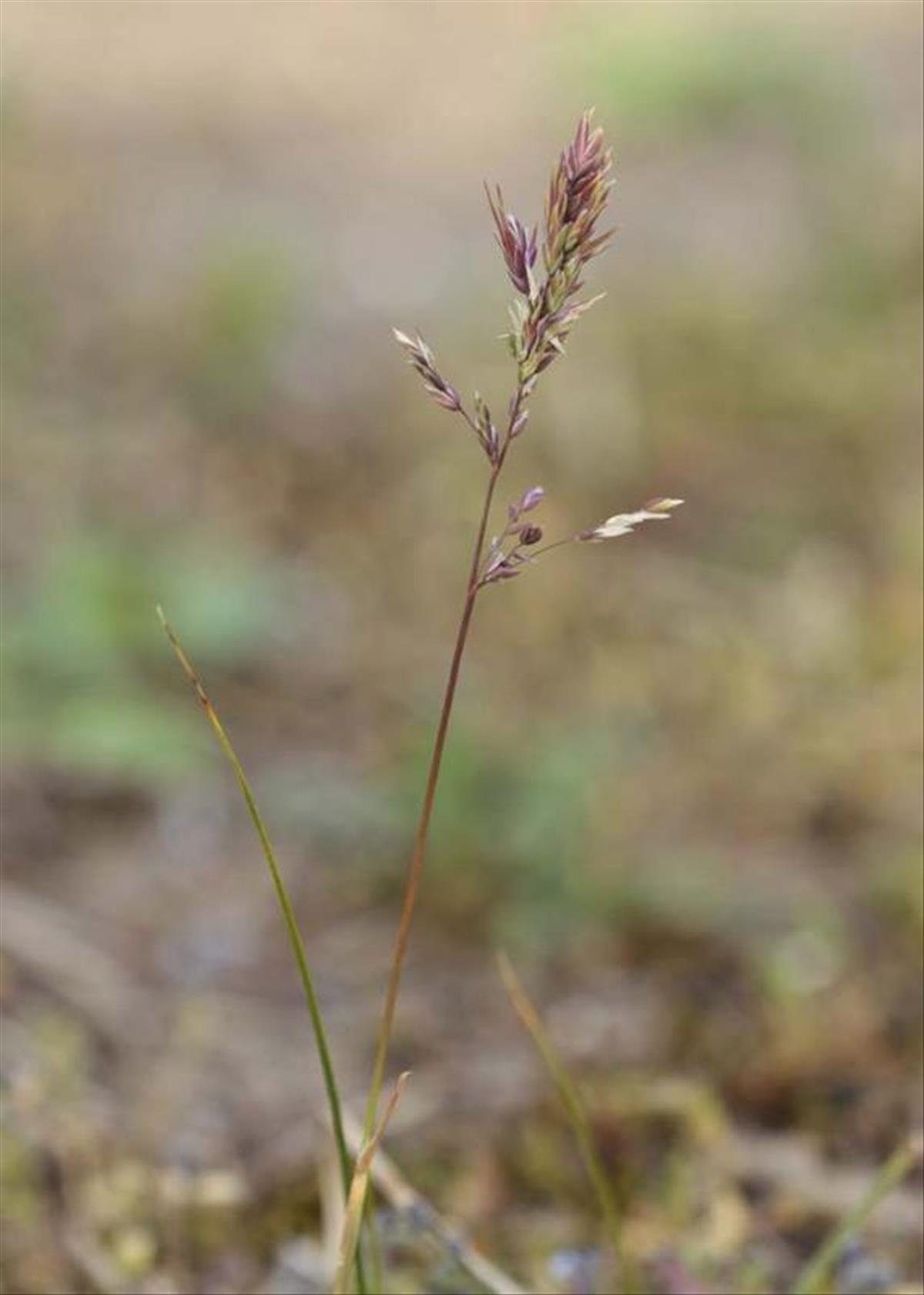 Poa bulbosa (door Theo Muusse)