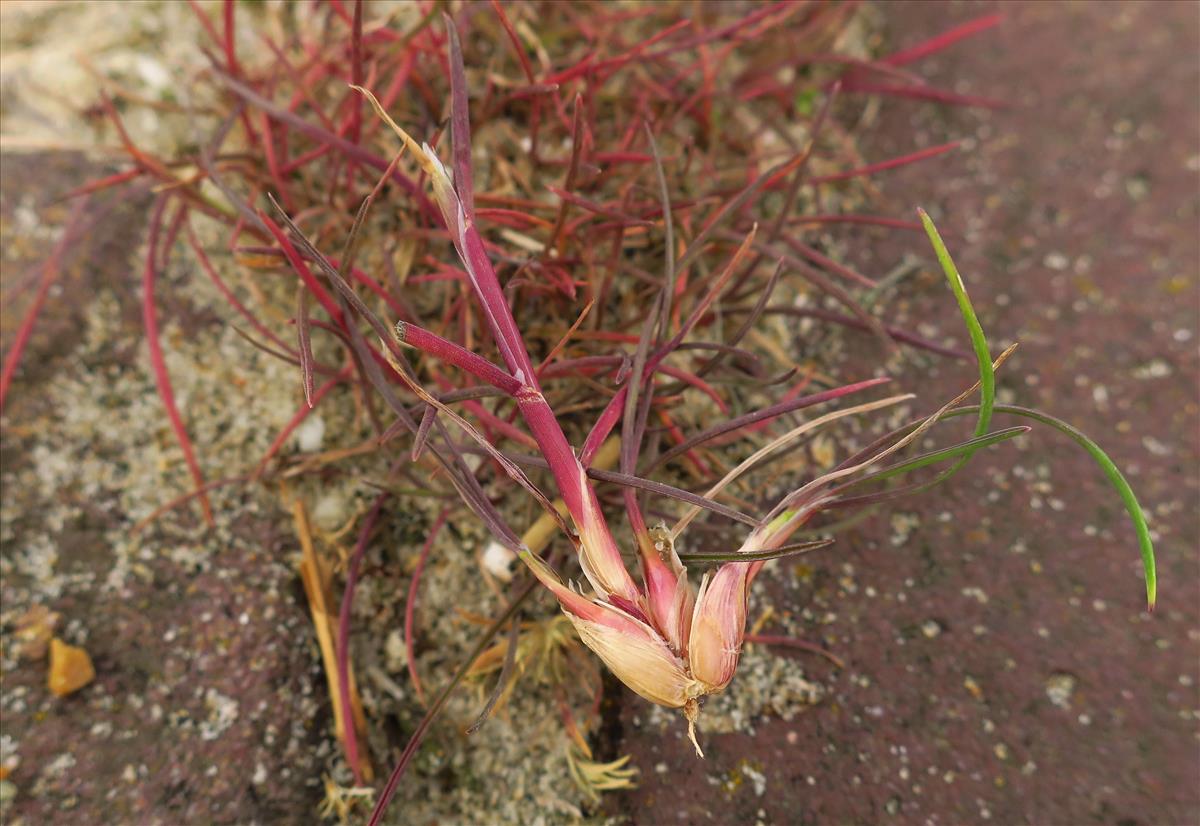 Poa bulbosa (door Grada Menting)