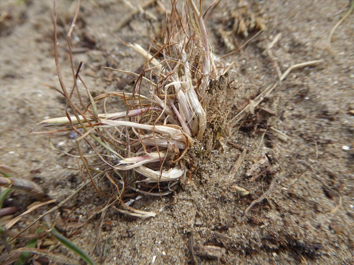 Poa bulbosa (door Koen van Zoest)