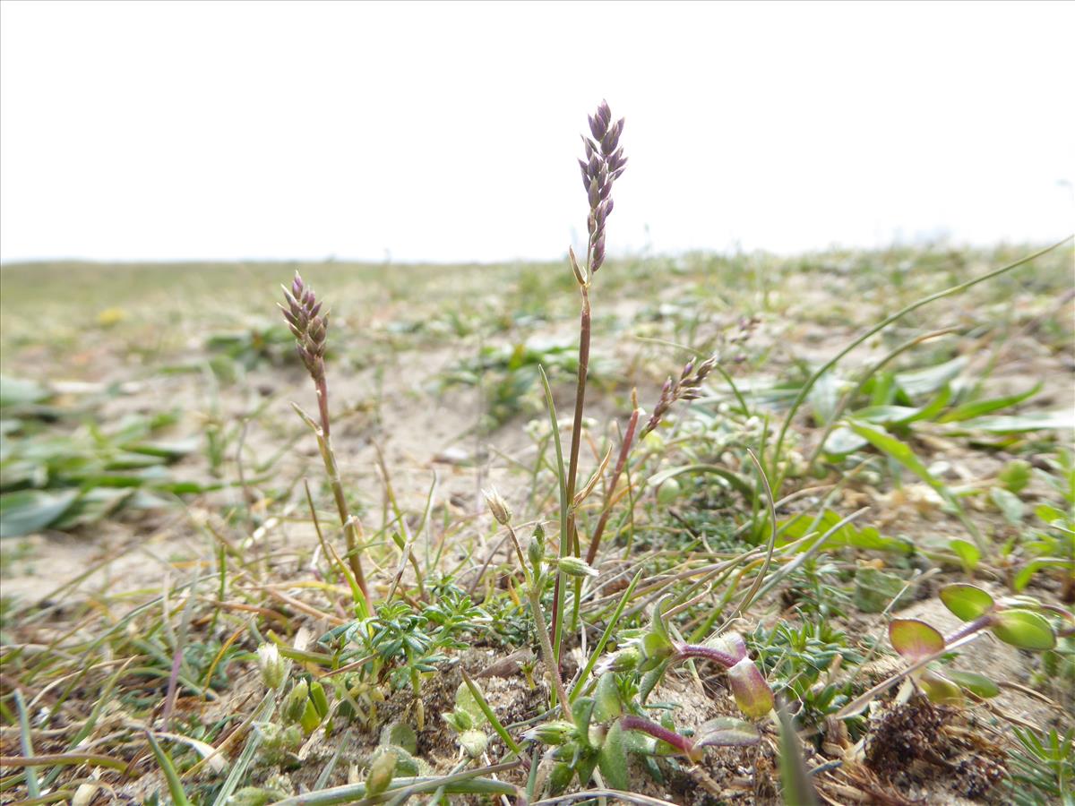 Poa bulbosa (door Koen van Zoest)