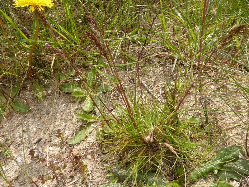 Poa bulbosa (door Grada Menting)