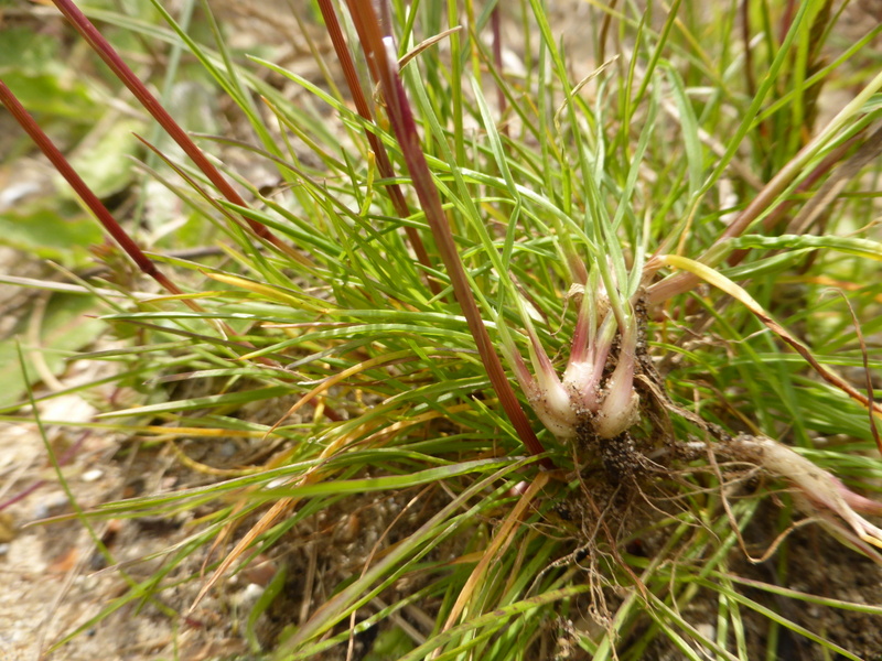 Poa bulbosa (door Grada Menting)