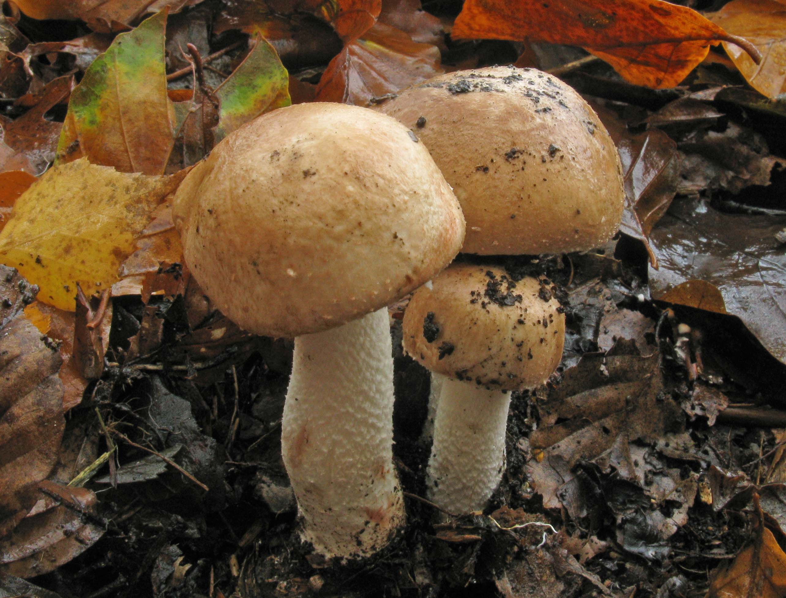 Agaricus langei (door Hannie Wijers)