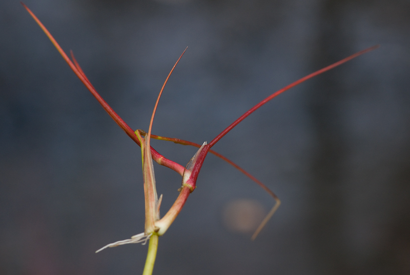 Juncus bulbosus (door Wijnand van Buuren)