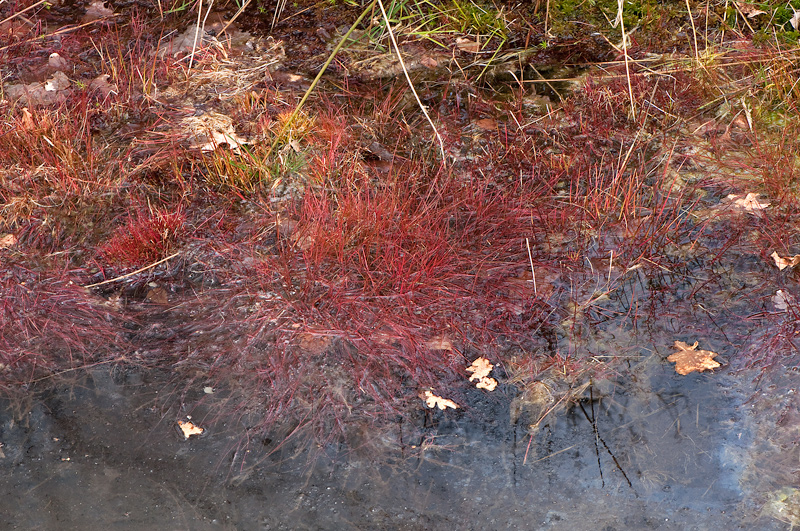 Juncus bulbosus (door Wijnand van Buuren)