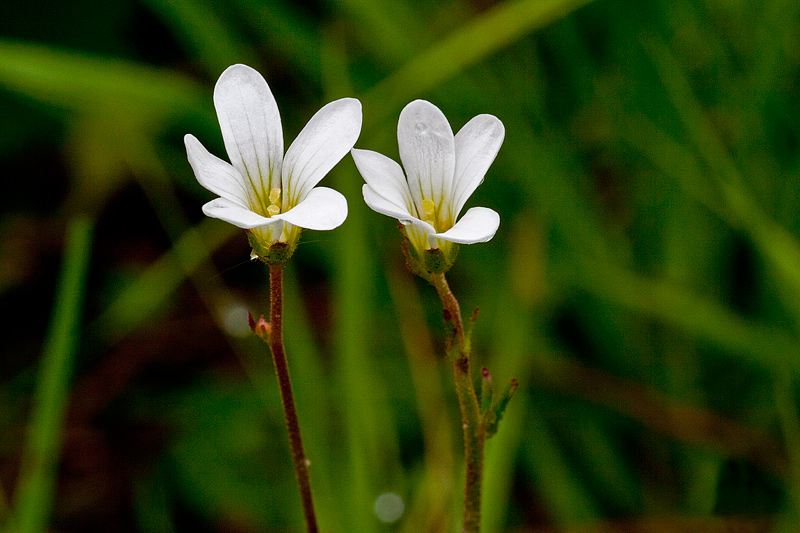 Saxifraga granulata (door John Breugelmans)