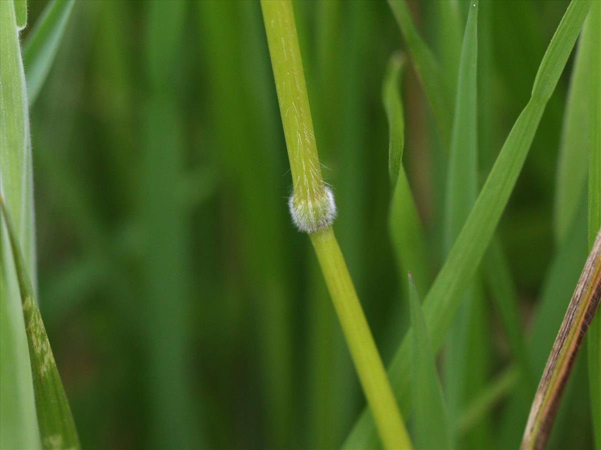 Bromus racemosus subsp. racemosus (door Jorian Eijkelboom)