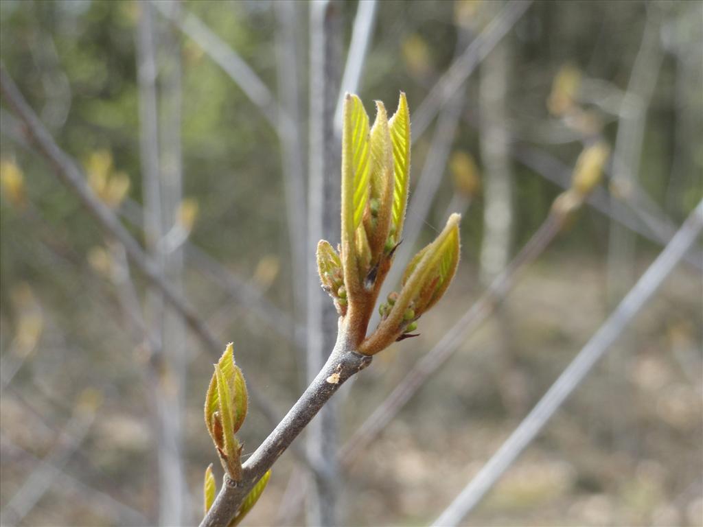 Frangula alnus (door wim van der neut)