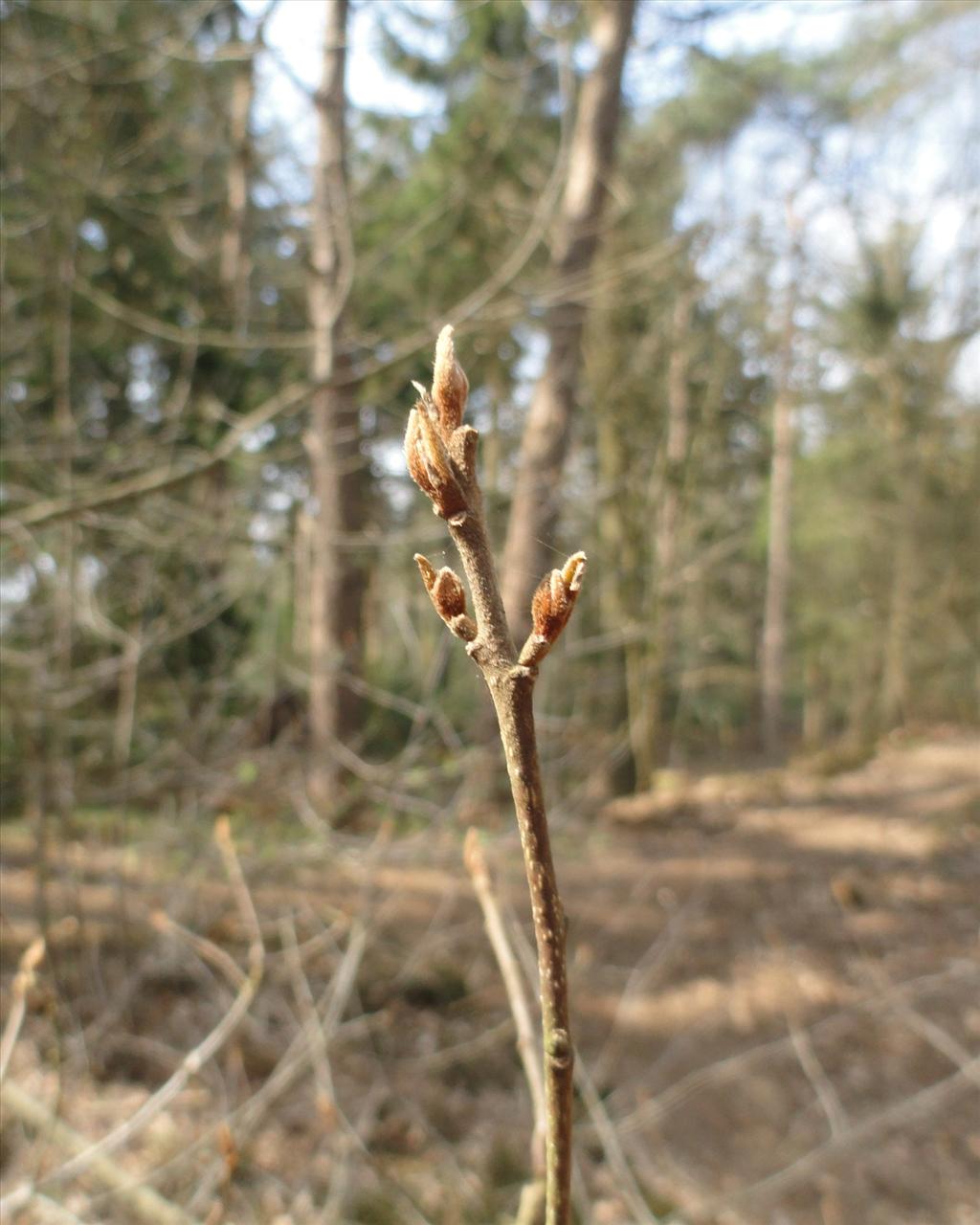 Frangula alnus (door Wim van der Neut)