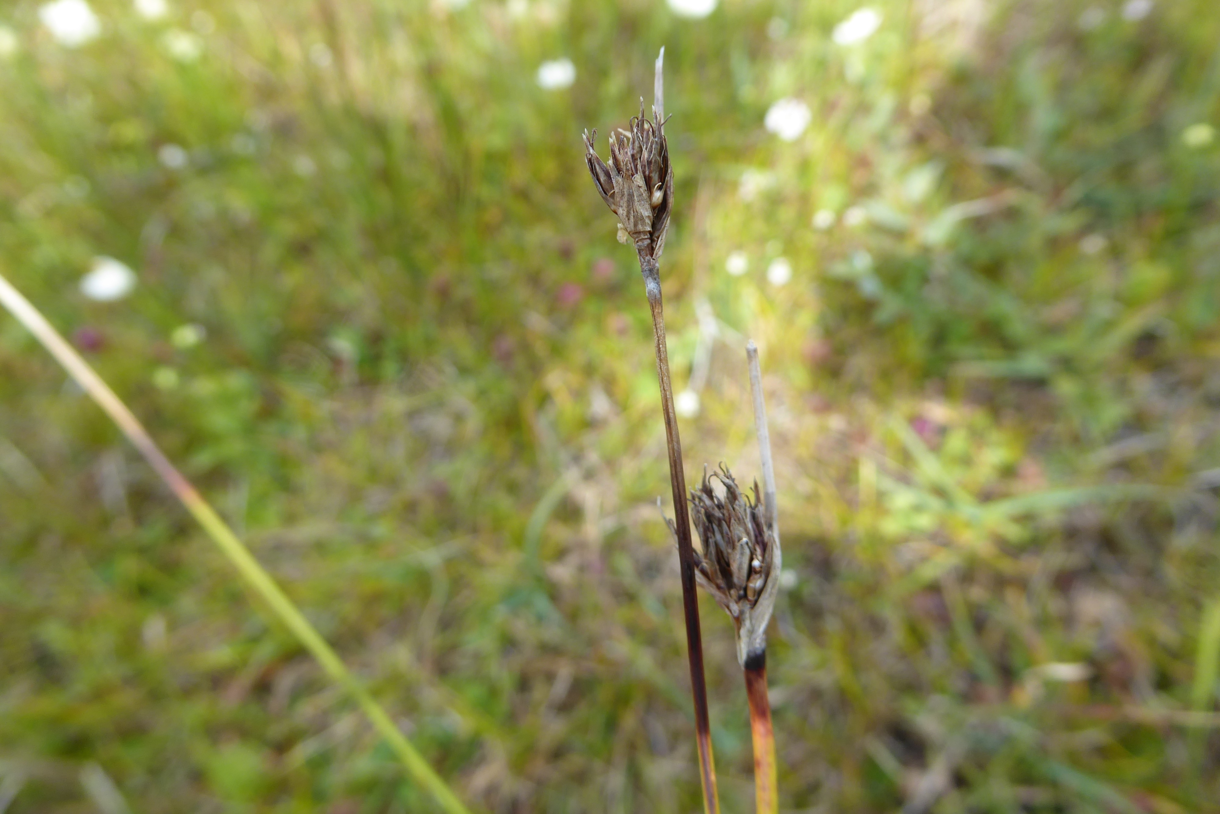 Schoenus nigricans (door Koen van Zoest)