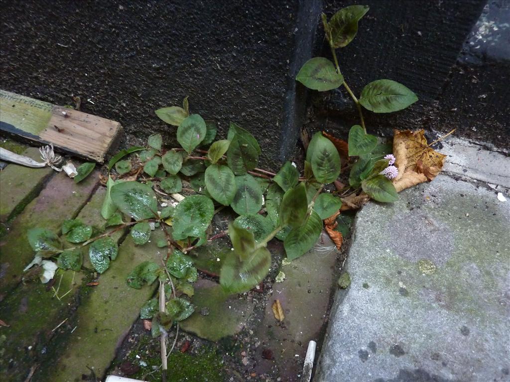 Persicaria capitata (door Koen van Zoest)