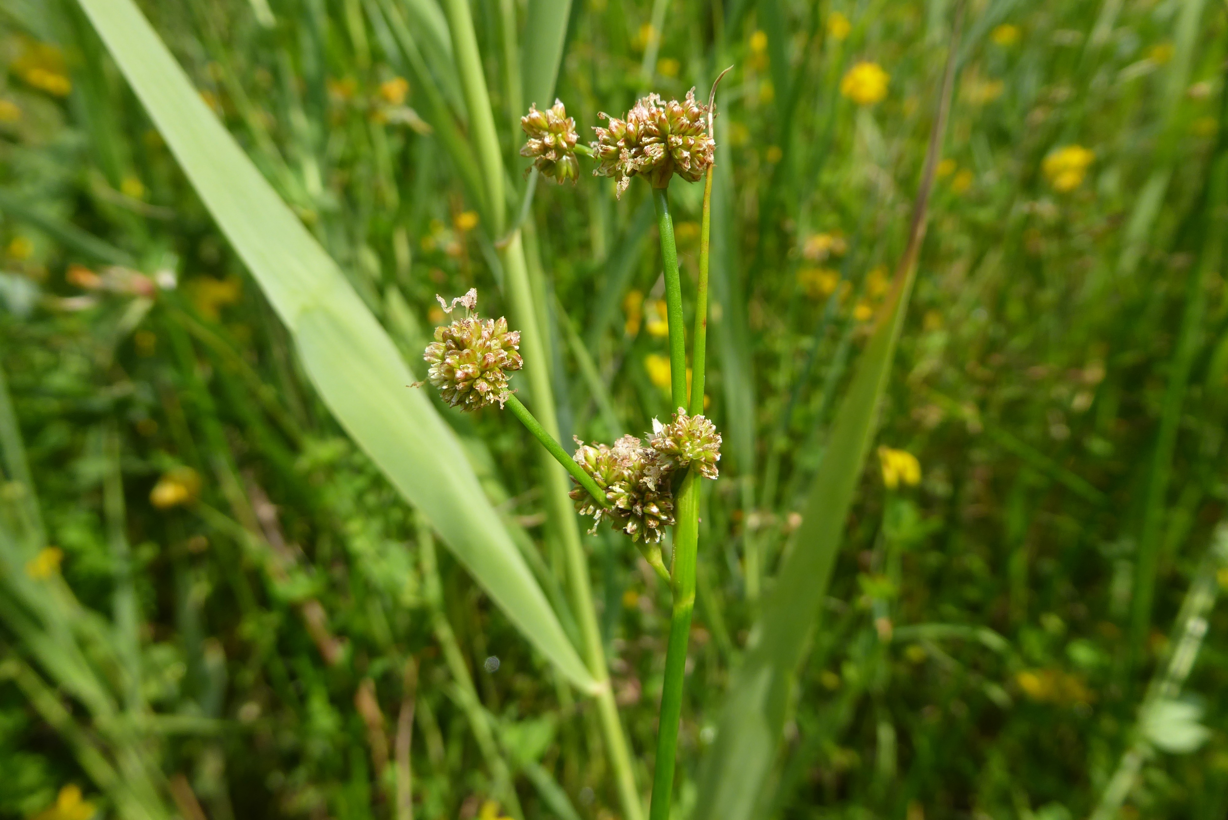 Scirpoides holoschoenus (door Koen van Zoest)