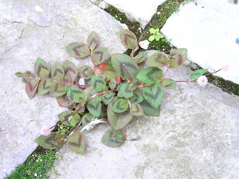 Persicaria capitata (door Grada Menting)