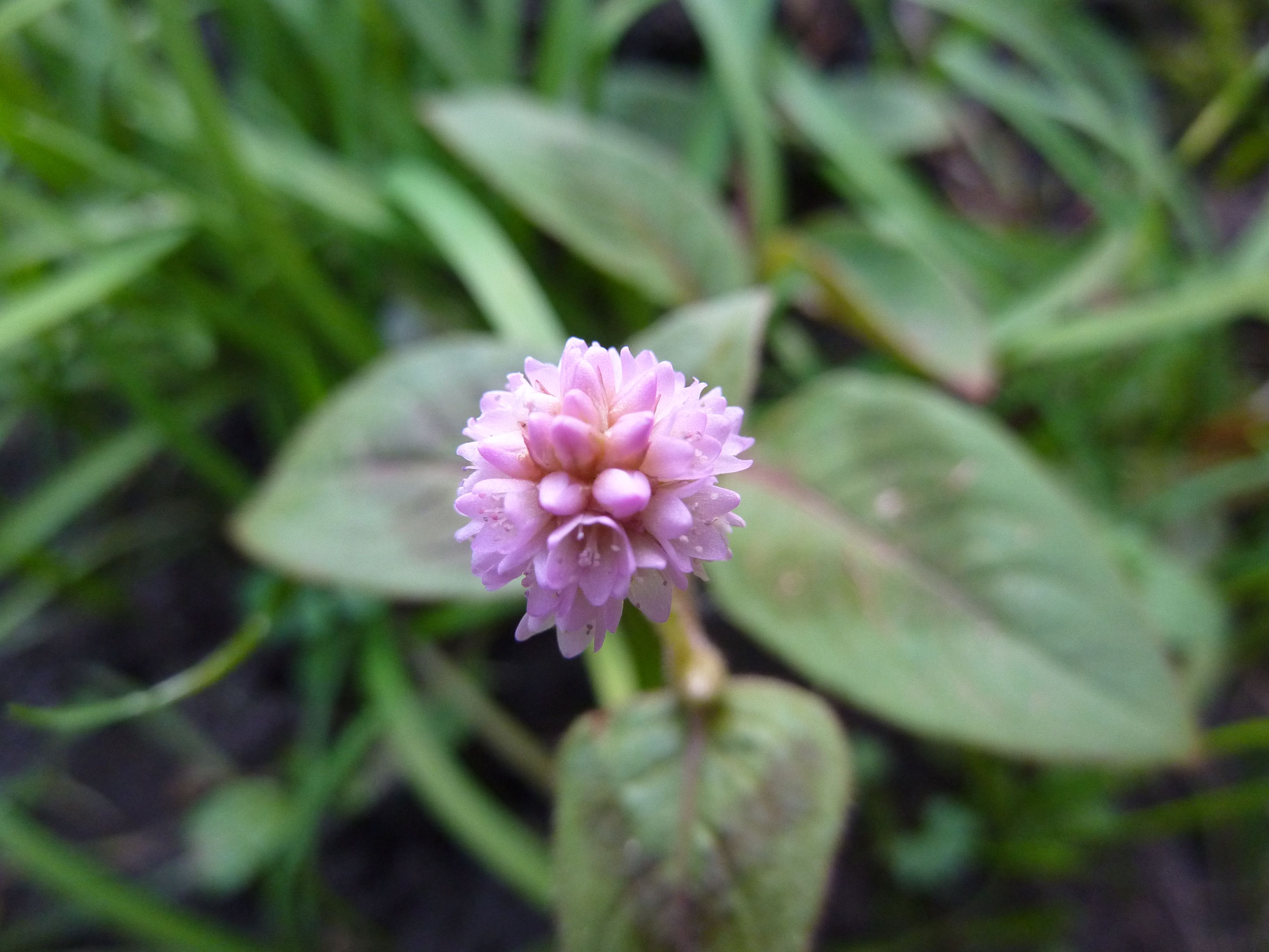 Persicaria capitata (door Koen van Zoest)