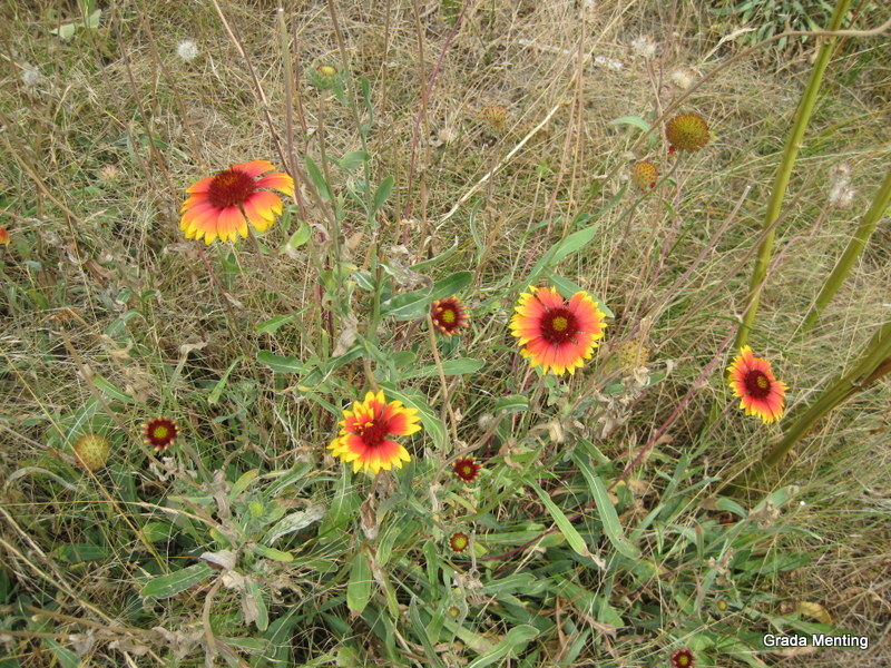 Gaillardia x grandiflora (door Grada Menting)