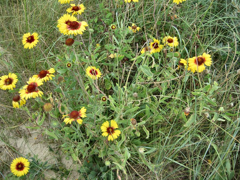 Gaillardia x grandiflora (door Grada Menting)