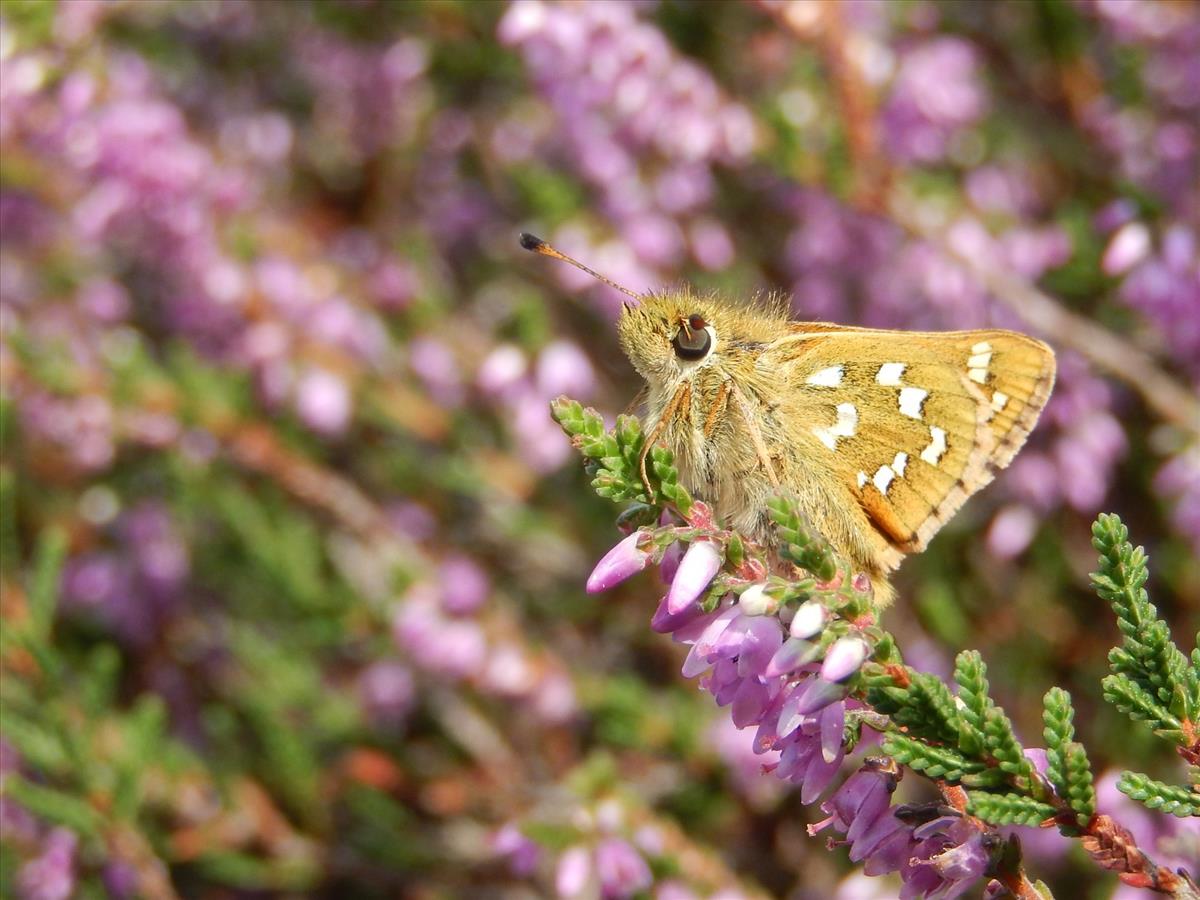 Hesperia comma (door Kars Veling)