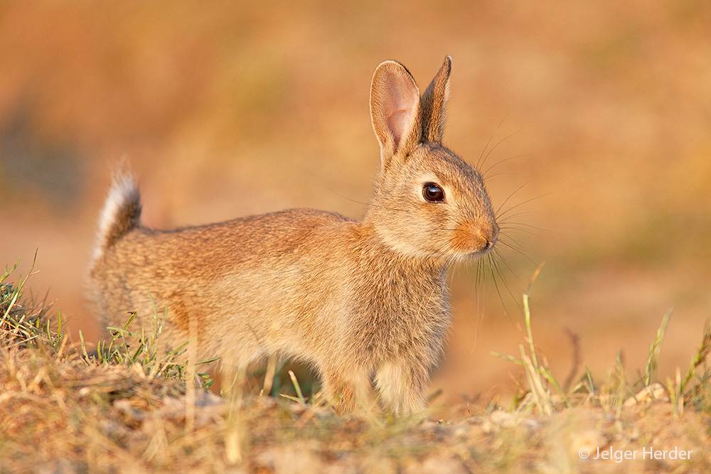 Oryctolagus cuniculus (door Jelger Herder)