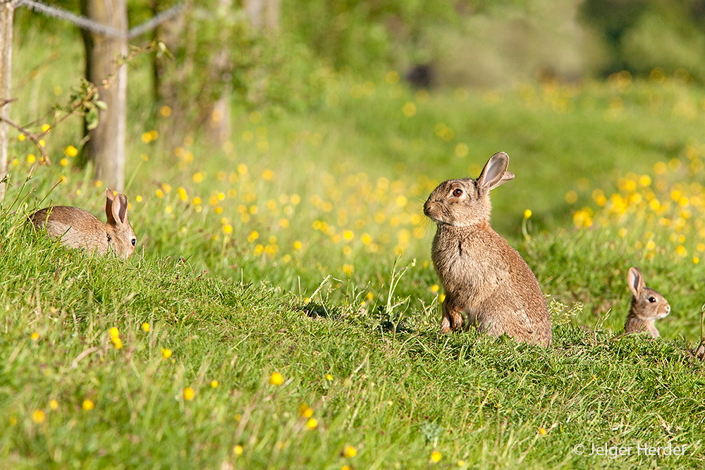 Oryctolagus cuniculus (door Jelger Herder)