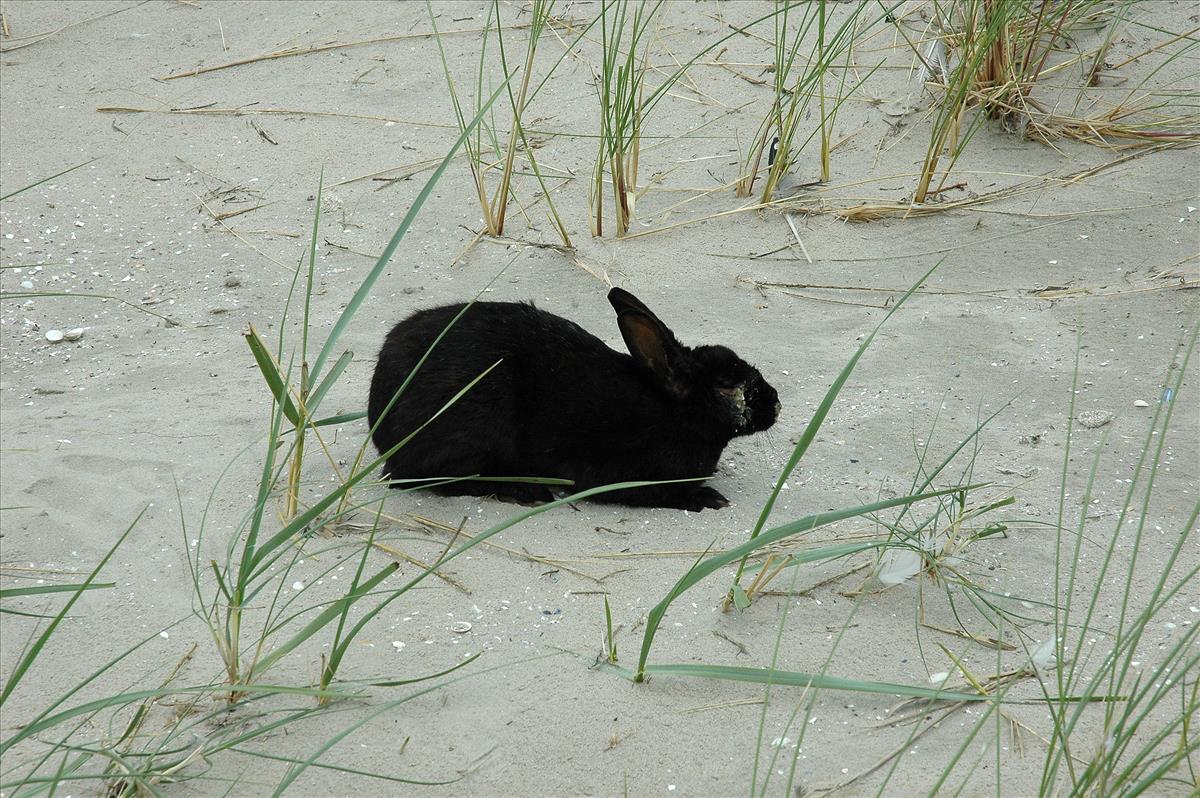 Oryctolagus cuniculus (door Bas Kers)