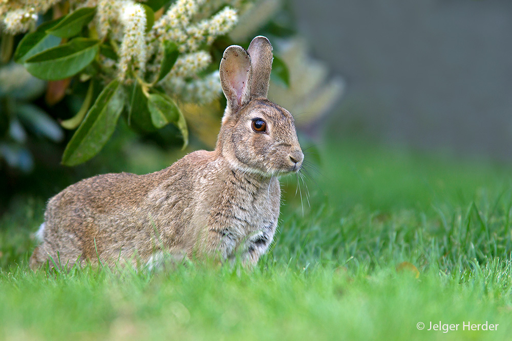 Oryctolagus cuniculus (door Jelger Herder)